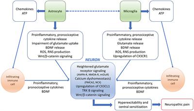 Neuropathic Pain in Multiple Sclerosis and Its Animal Models: Focus on Mechanisms, Knowledge Gaps and Future Directions